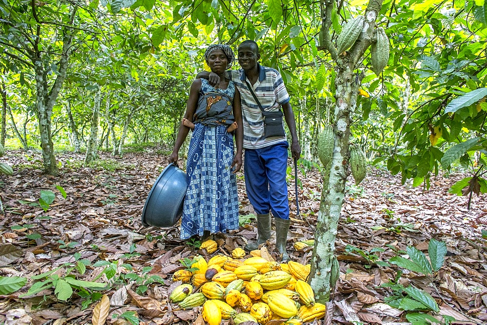 Farmer harvesting cocoa (cacao) with his wife, Ivory Coast, West Africa, Africa