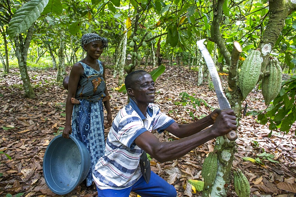 Farmer harvesting cocoa (cacao) pods with his wife, Ivory Coast, West Africa, Africa