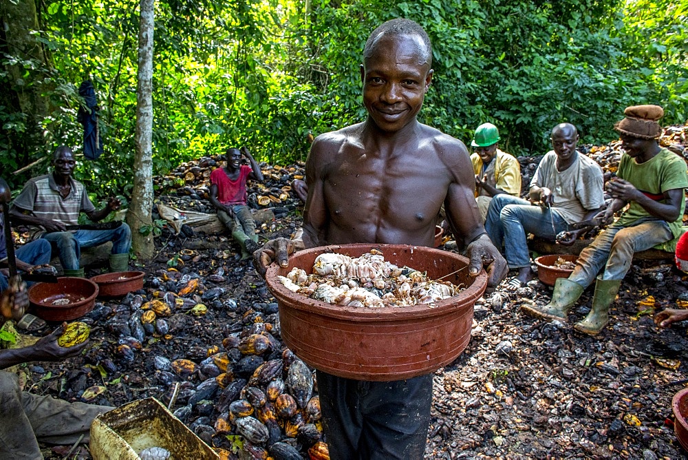 Farmers breaking up harvested cocoa (cacao) pods, Ivory Coast, West Africa, Africa