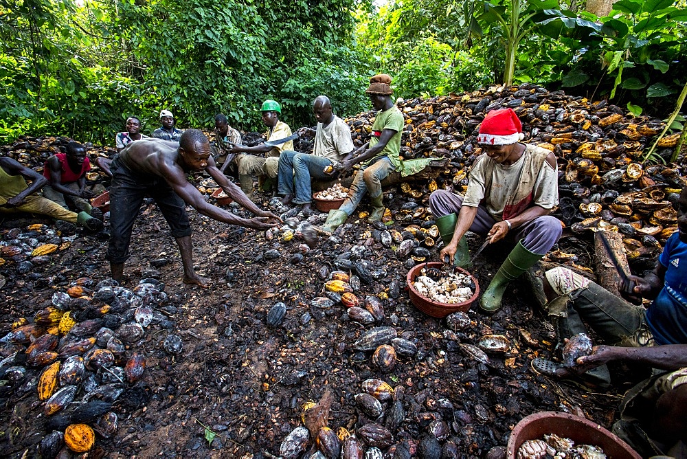 Farmers breaking up harvested cocoa (cacao) pods, Ivory Coast, West Africa, Africa