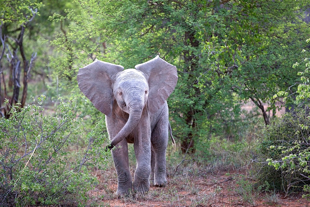 African Baby Elephant (Loxodonta africana), Keer-Keer, South Africa, Africa