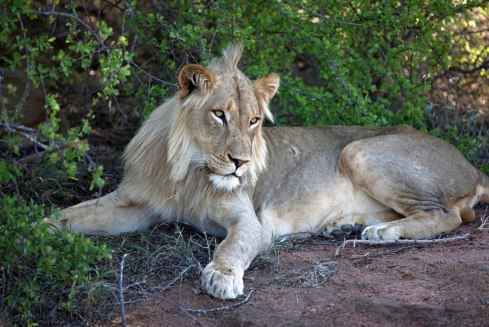 Lion (Panthera leo), Keer-Keer, South Africa, Africa