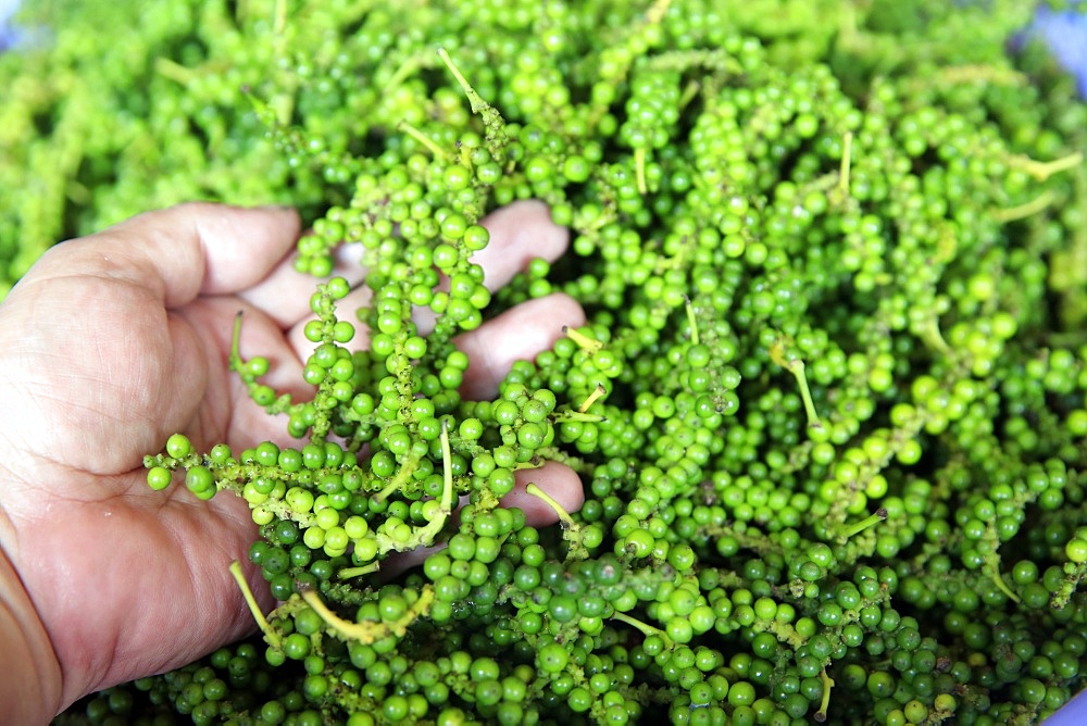 Freshly harvested pepper, Phu Quoc, Vietnam, Indochina, Southeast Asia, Asia