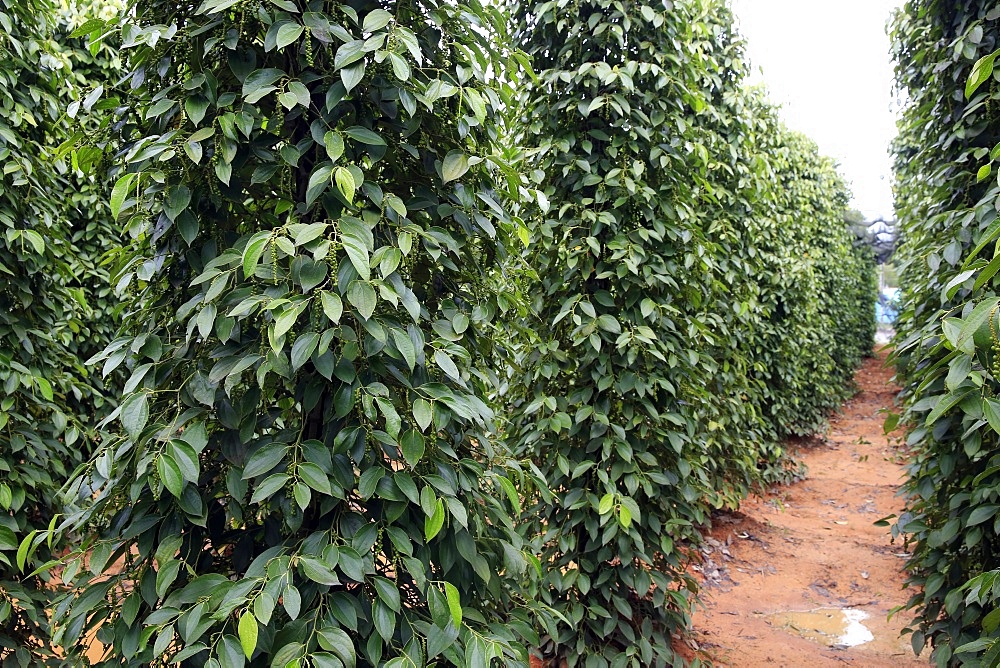 Black pepper plantation, Phu Quoc, Vietnam, Indochina, Southeast Asia, Asia