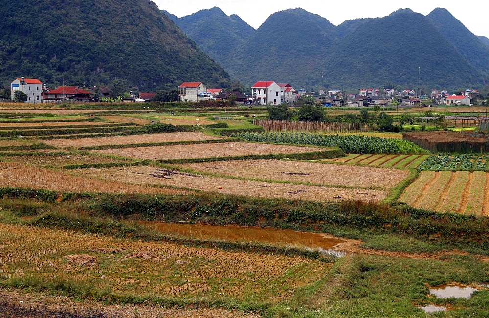 Rice fields after harvest, Bac Son, Vietnam, Indochina, Southeast Asia, Asia