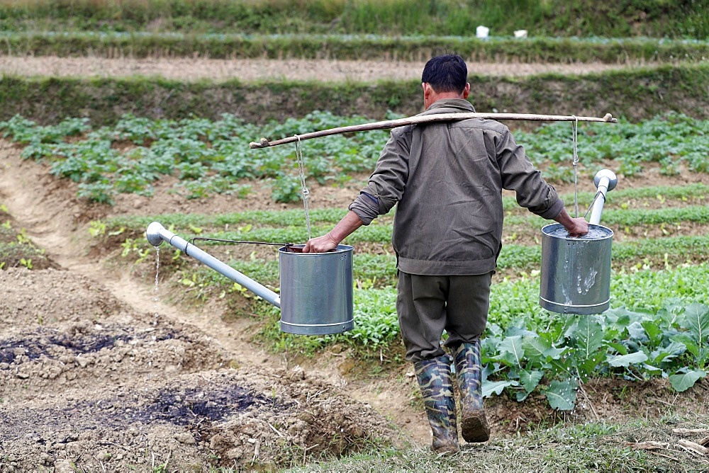 Farmer watering vegetables in the field, Bac Son, Vietnam, Indochina, Southeast Asia, Asia