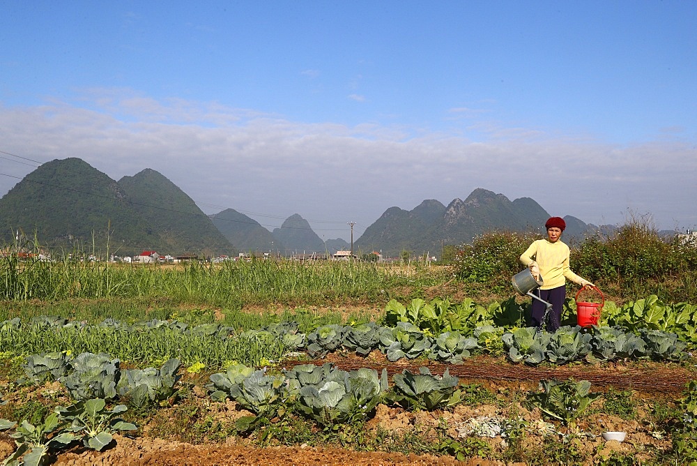 Farmer watering vegetable in the field, Bac Son, Vietnam, Indochina, Southeast Asia, Asia