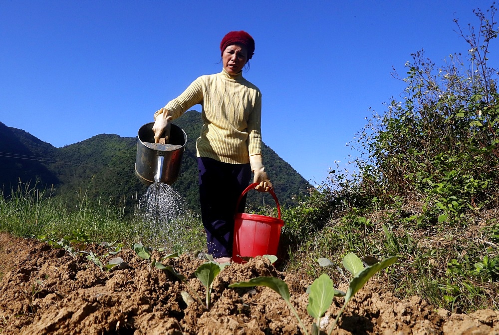 Farmer watering vegetable in the field, Bac Son, Vietnam, Indochina, Southeast Asia, Asia