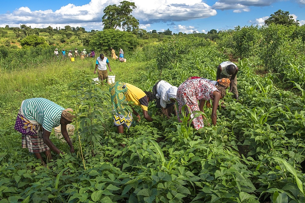 Bean harvest in Machakos, Kenya, East Africa, Africa