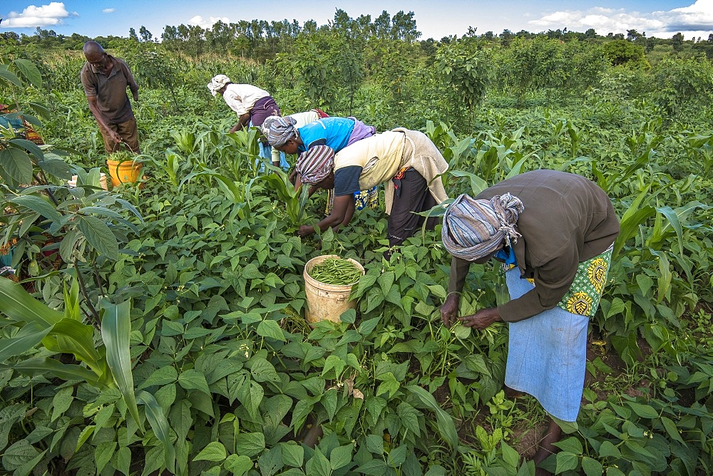 Bean harvest in Machakos, Kenya, East Africa, Africa