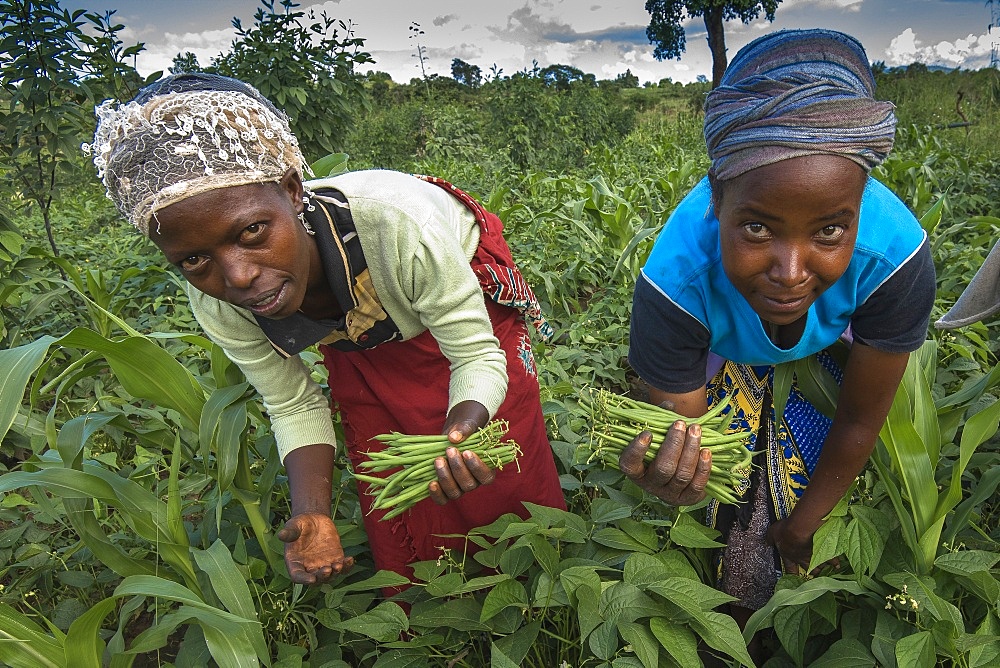 Bean harvest in Machakos, Kenya, East Africa, Africa