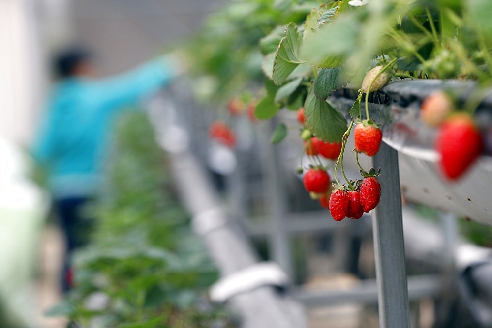 Strawberry rows in greenhouse on organic hydroponic vegetable farm, Dalat, Vietnam, Indochina, Southeast Asia, Asia