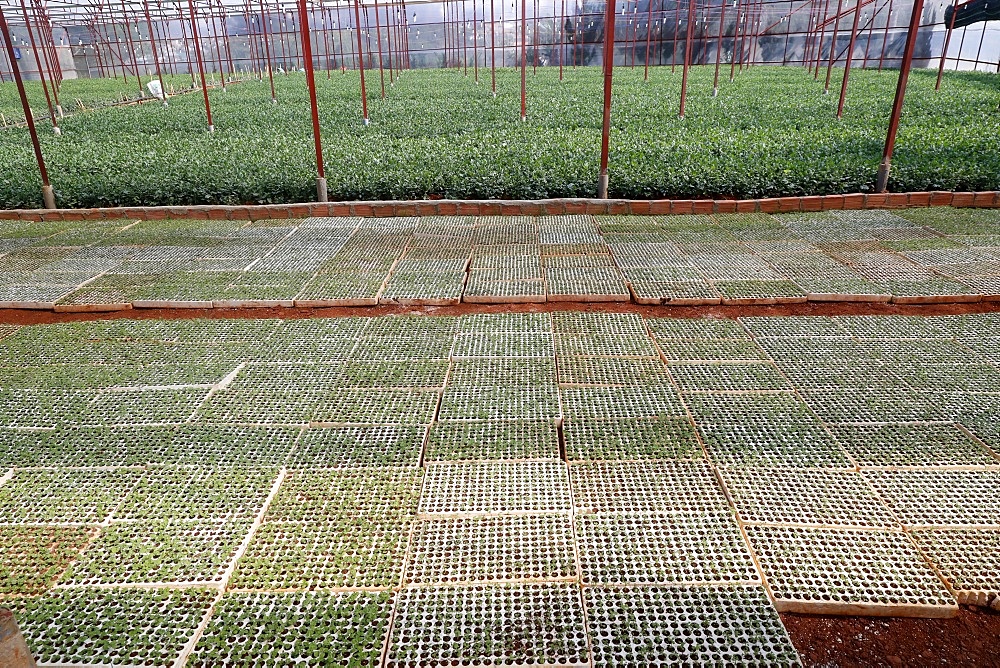 Vegetable farm, greenhouse, Dalat, Vietnam, Indochina, Southeast Asia, Asia