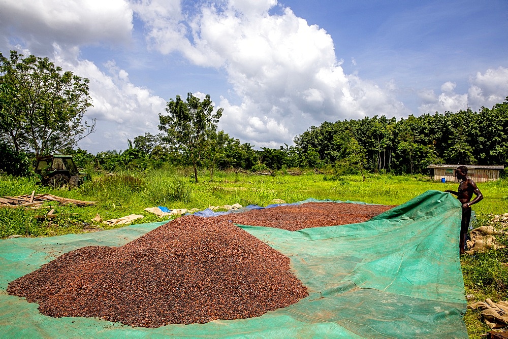 Cocoa beans drying in Agboville, Ivory Coast, West Africa, Africa