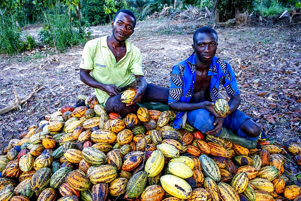 Cocoa planters sitting on pods near Agboville, Ivory Coast, West Africa, Africa