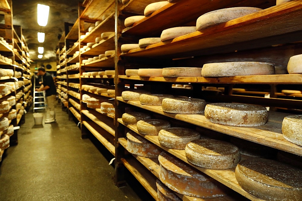 Artisanal Beaufort cheese in a traditional cellar, Rognaix, Savoie, France, Europe