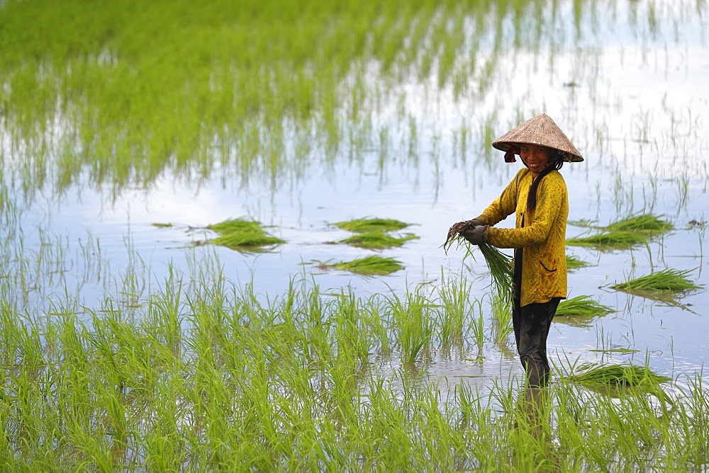 Woman farmer working in a rice field transplanting rice in the Mekong Delta, Can Tho, Vietnam, Indochina, Southeast Asia, Asia