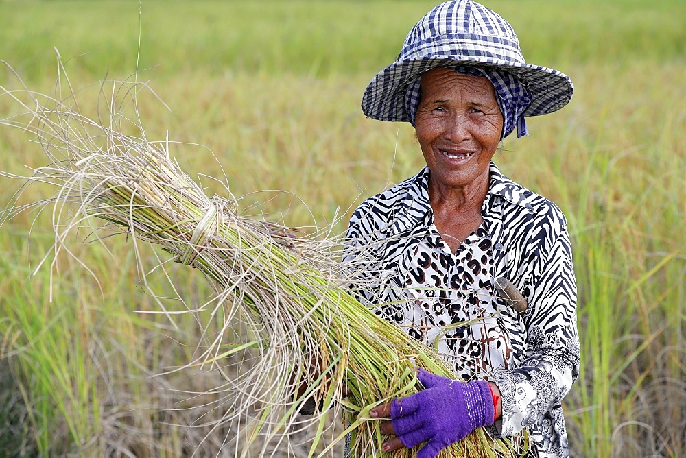 Elderly woman working in rice field harvesting rice, Kep, Cambodia, Indochina, Southeast Asia, Asia