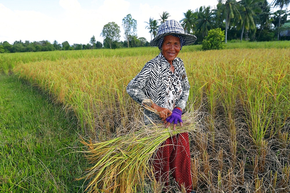 Elderly woman working in rice field harvesting rice, Kep, Cambodia, Indochina, Southeast Asia, Asia