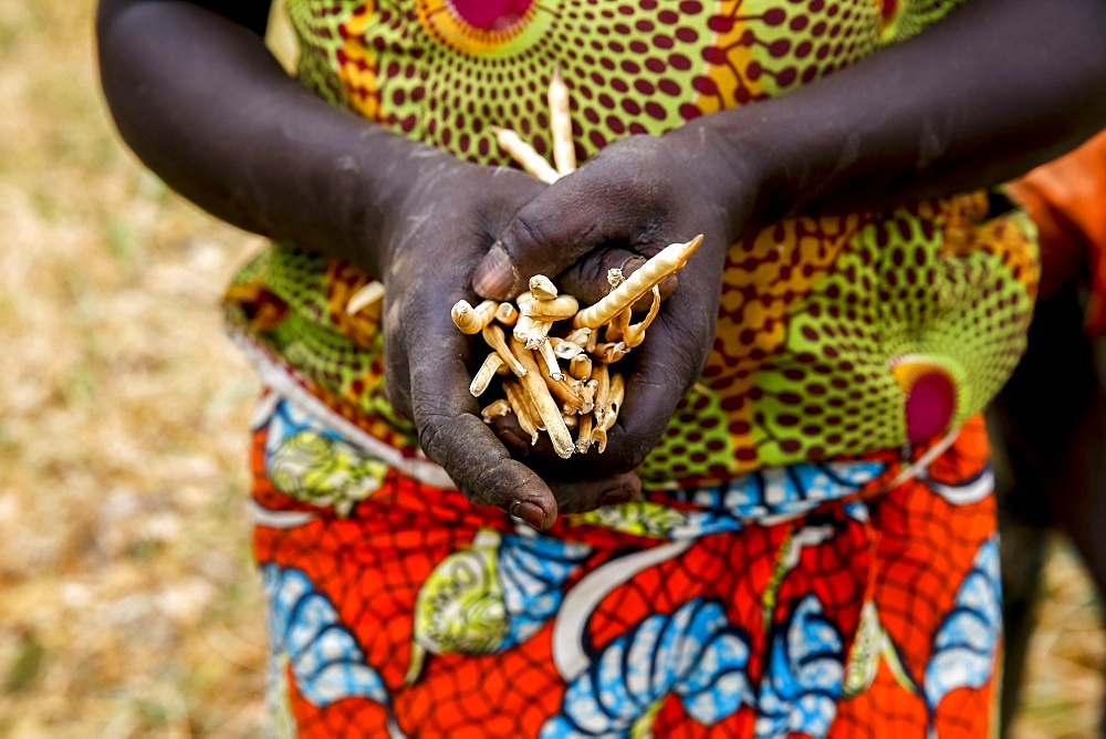 Bean harvest in Djibomben village, North Togo, West Africa, Africa