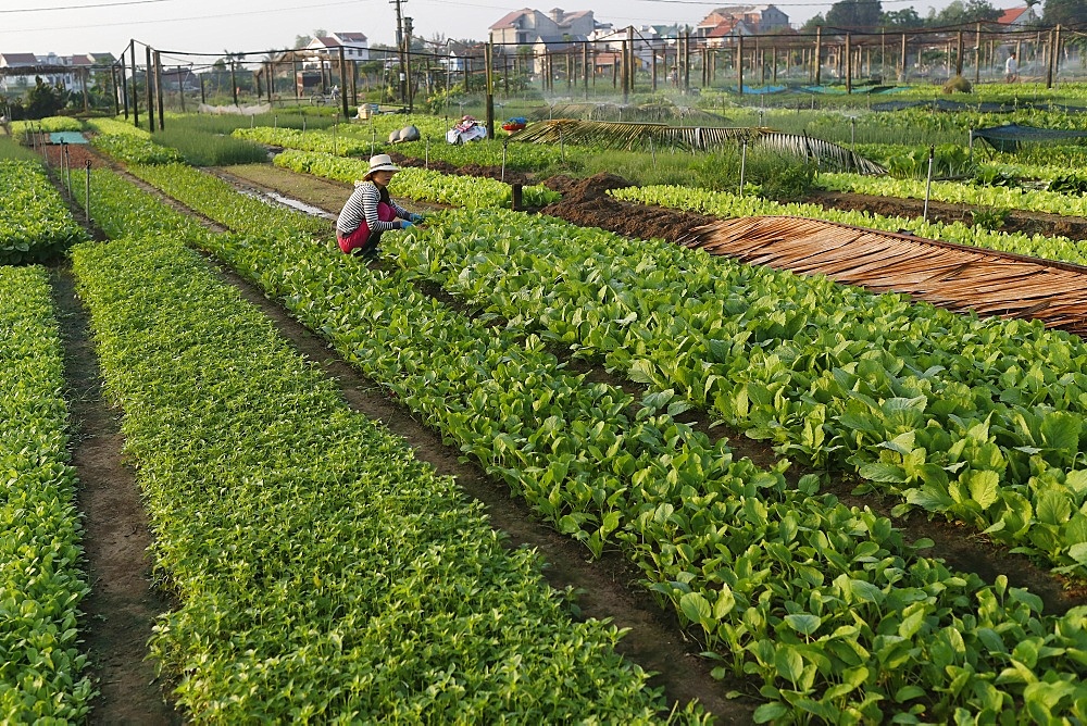 Organic vegetable gardens in Tra Que Village, Hoi An, Vietnam, Indochina, Southeast Asia, Asia