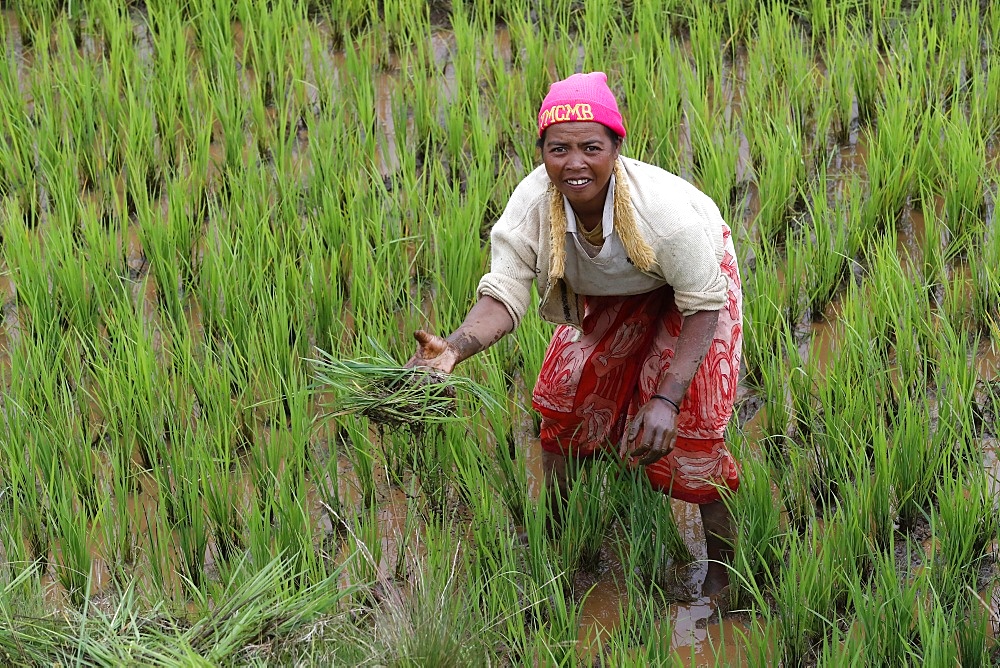 Farmer at work in rice paddy field, Madagascar, Africa