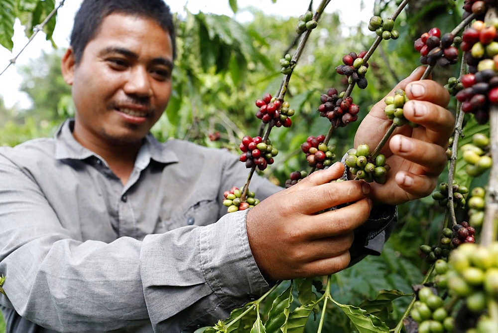 Man working in coffee plantation, Buon Me Thuot, Dak Lak, Vietnam, Indochina, Southeast Asia, Asia