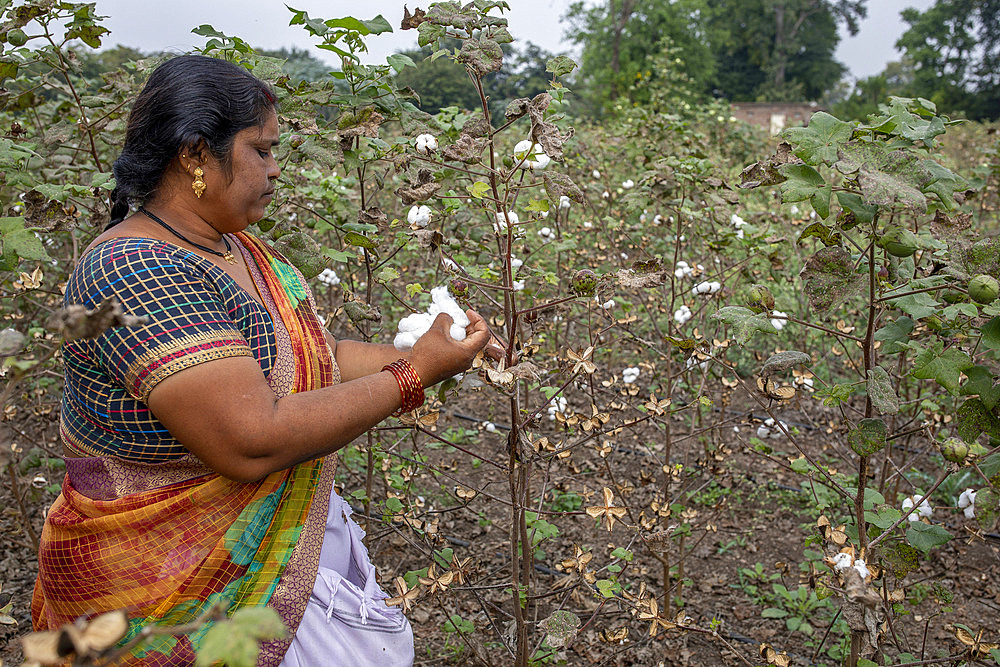 Woman picking cotton in Babra, Maharashtra, India, Asia