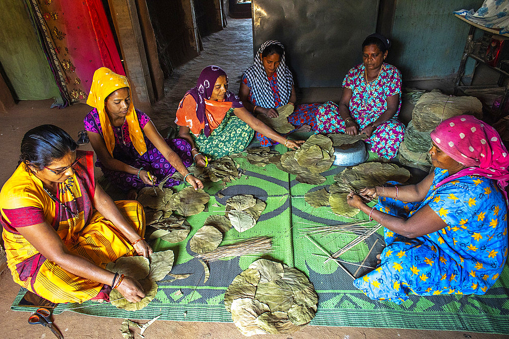 Group of Adivasi women making leaf plates in a village in Narmada district, Gujarat, India, Asia