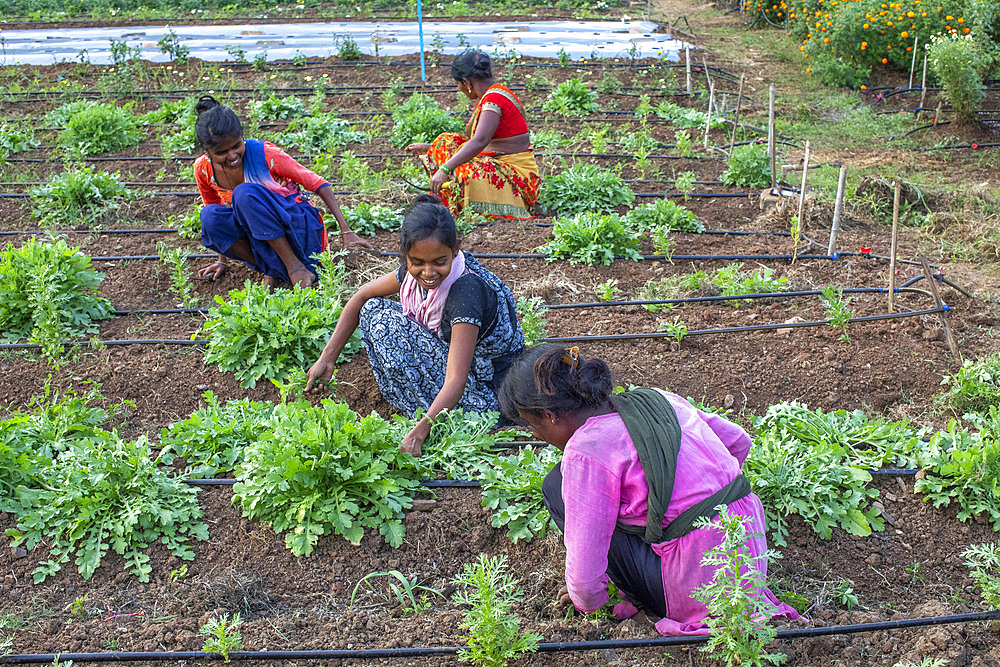 Gardeners at work in one of the gardens of Goverdan ecovillage, Maharashtra, India, Asia