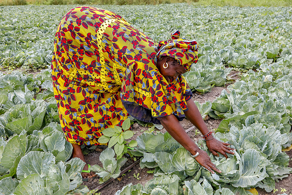 Woman working in a cabbage field in Pout, Senegal, West Africa, Africa