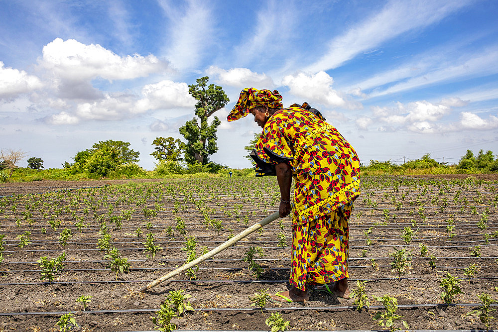 Woman digging her vegetable field in Pout, Senegal, West Africa, Africa