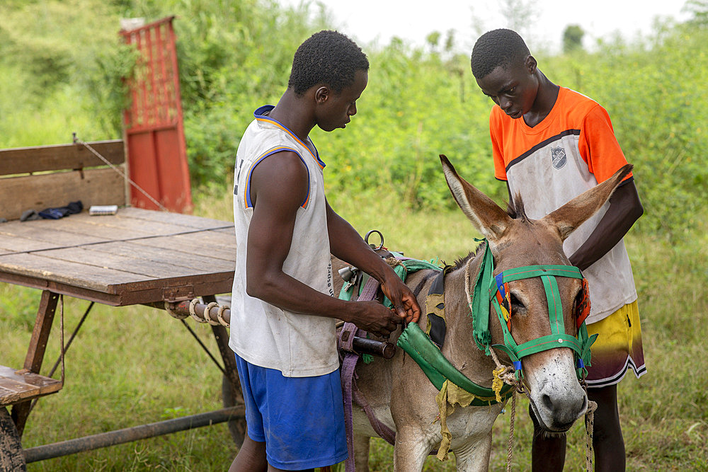 Young Senegalese tying a donkey to a cart outside Fatick, Senegal, West Africa, Africa