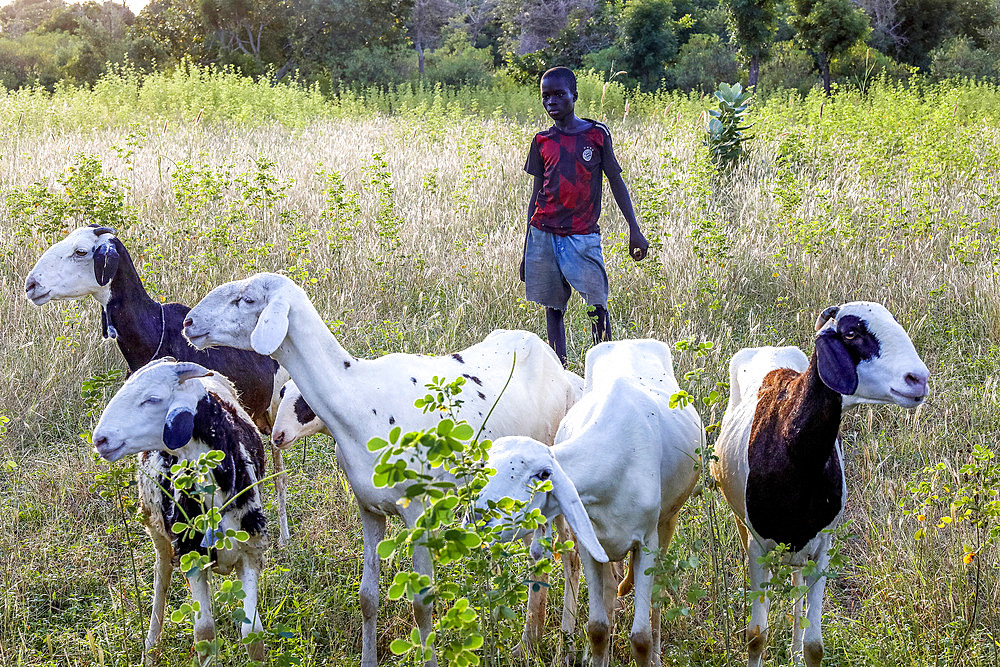 Boy looking after goats in a village near Fatick, Senegal, West Africa, Africa