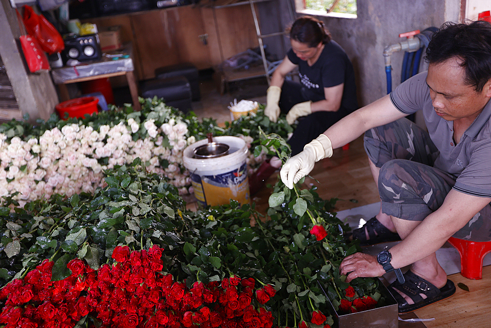 Man at work in horticulture, Flower factory, production of roses, Dalat, Vietnam, Indochina, Southeast Asia, Asia