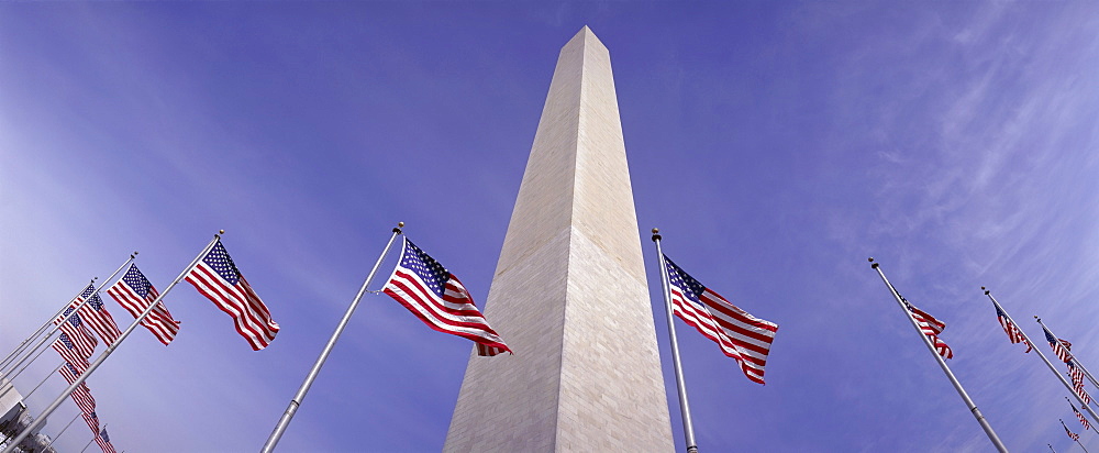 American flags and the Washington Monument, Washington D.C., United States of America (USA), North America