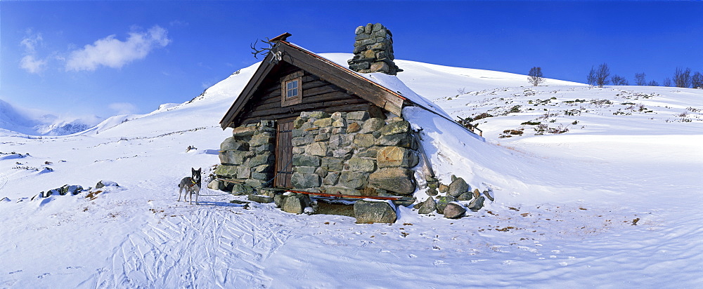 Dog outside snow covered stone hut at Raggsteindalen, Skarvheimen, Hallingdal, Norway, Scandinavia, Europe