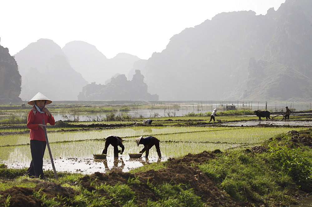 Rice planters working in paddy fields, Vietnam, Indochina, Southeast Asia