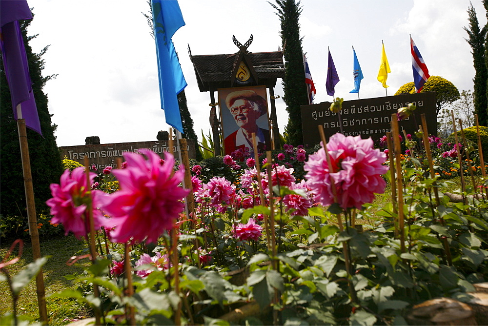 Flowers in front of the Queen Mother's portrait in the entrance to the Doi Tung Royal Villa, Thailand, Southeast Asia, Asia