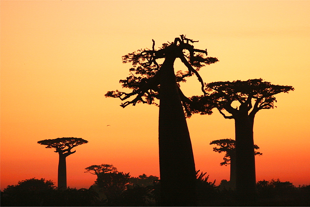 The baobab alley of Morondava, Madagascar, Africa