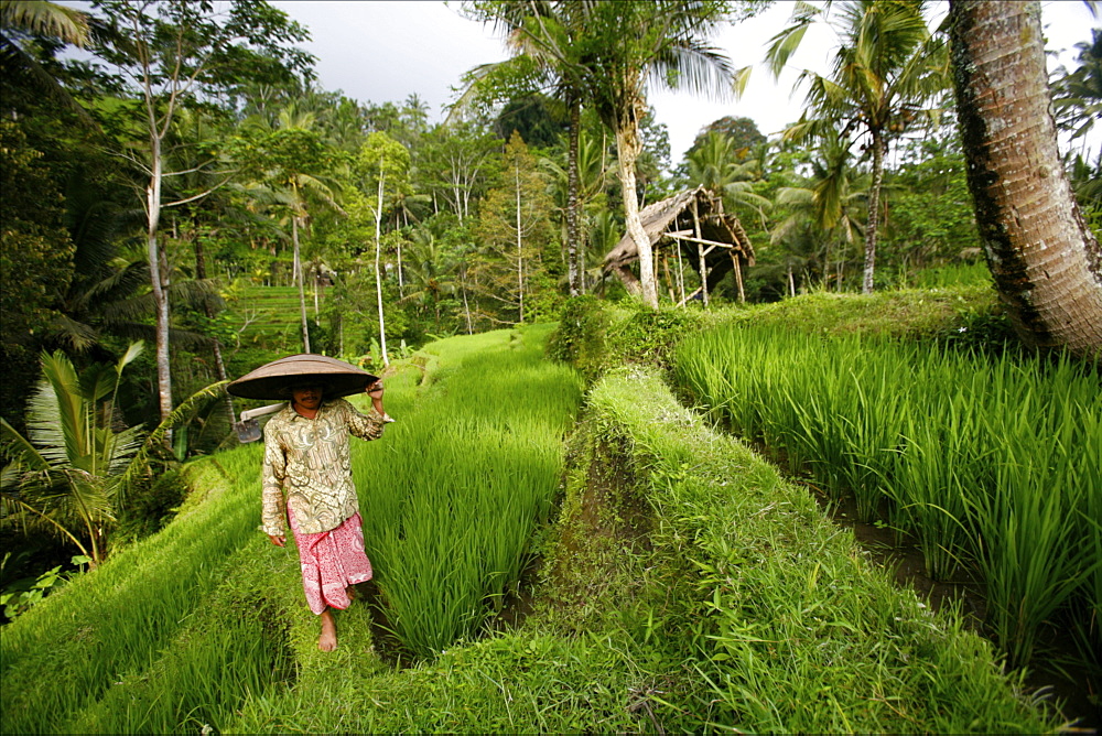 In the rice terrace fields of Penglipuran, Gunung Kawi, Bali, Indonesia, Southeast Asia, Asia