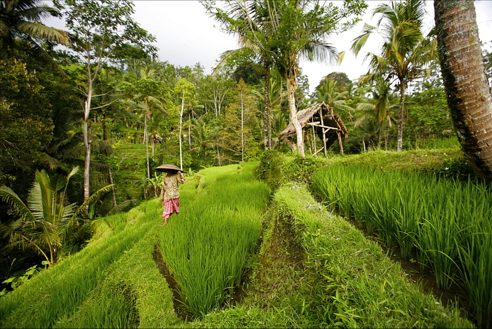 In the rice terrace fields of Penglipuran, Gunung Kawi, Bali, Indonesia, Southeast Asia, Asia