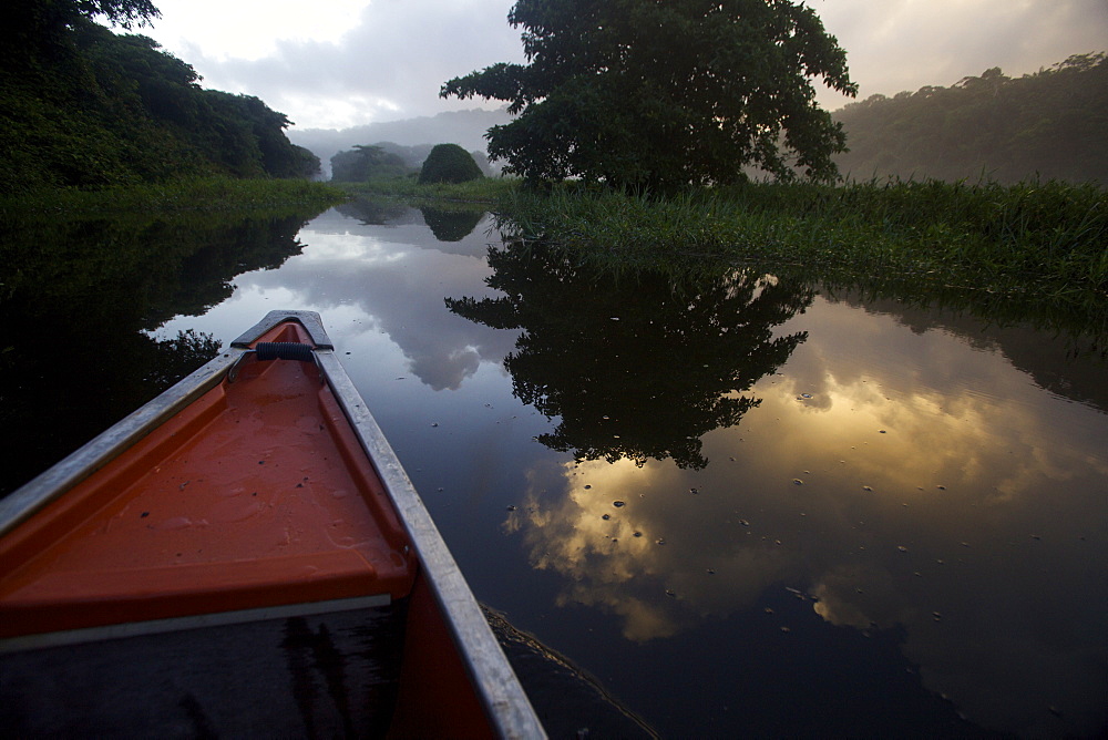 Boating and observing fauna and flora in the everglade area of Kaw, French Guiana, South America