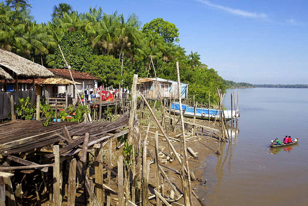 In the everglades of Belem area, Brazil, South America