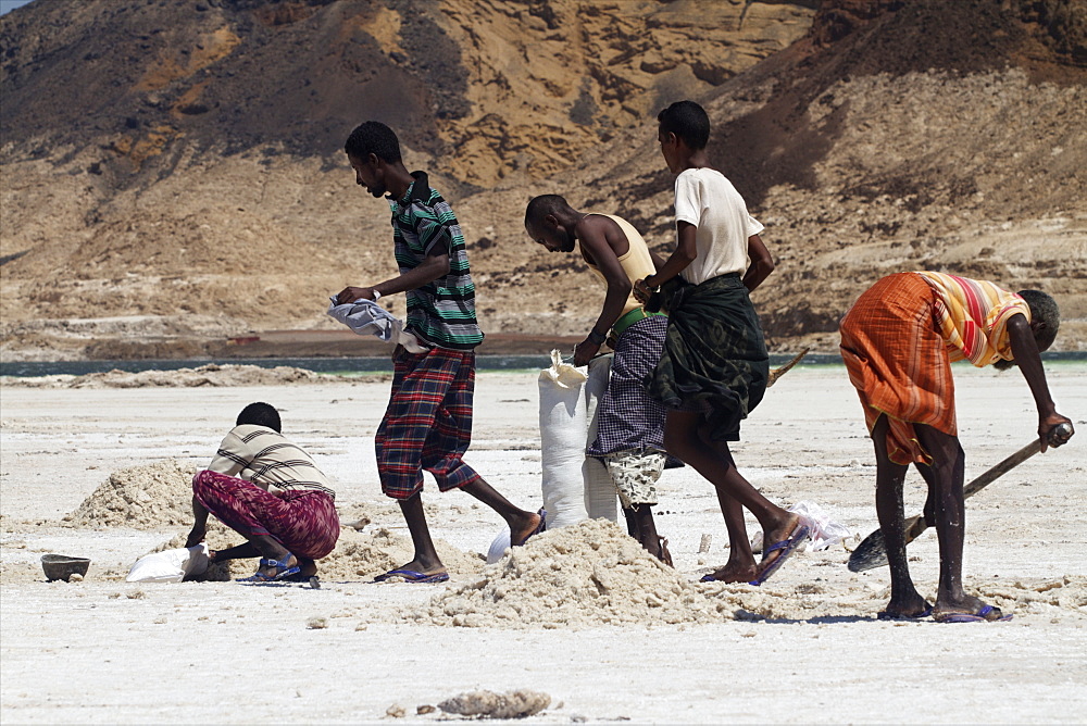 Salt caravan in Djibouti, going from Assal Lake to Ethiopian mountains, Djibouti, Africa