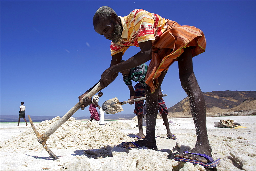 Salt caravan in Djibouti, going from Assal Lake to Ethiopian mountains, Djibouti, Africa