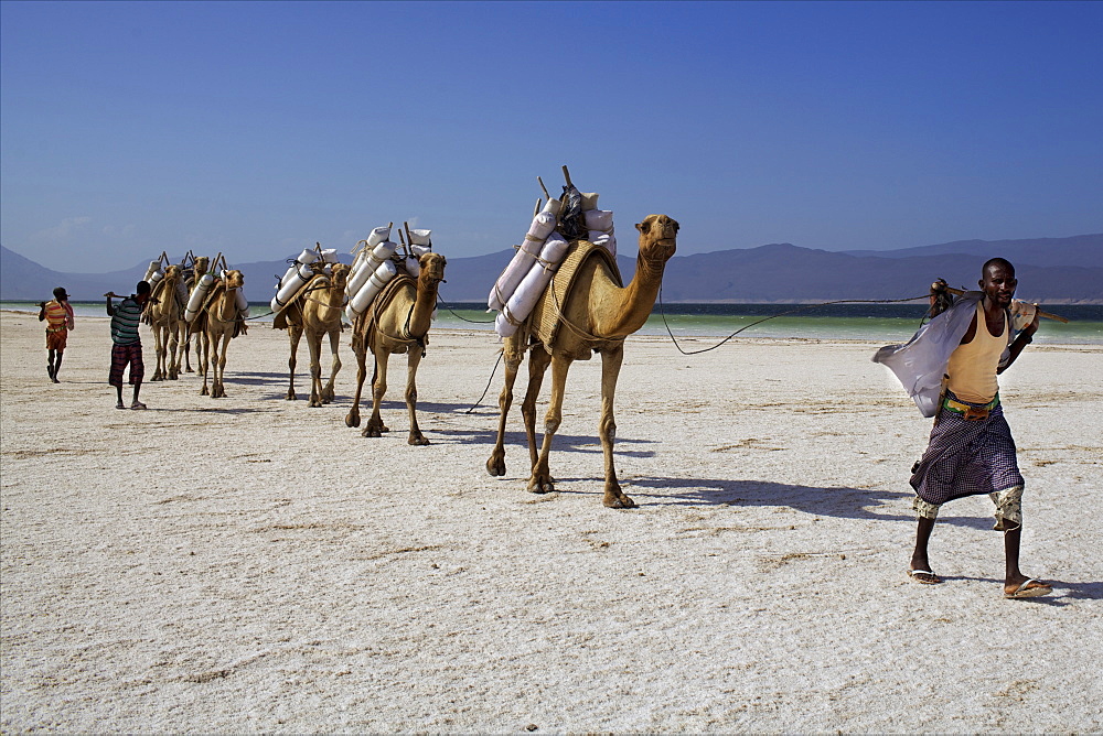 Salt caravan in Djibouti, going from Assal Lake to Ethiopian mountains, Djibouti, Africa