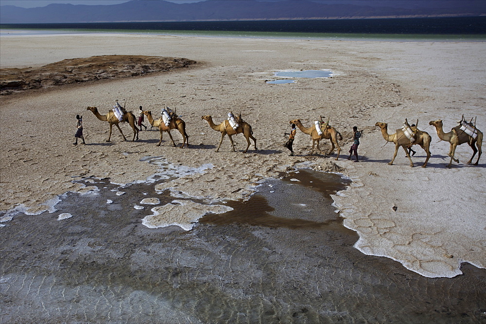 Salt caravan in Djibouti, going from Assal Lake to Ethiopian mountains, Djibouti, Africa 