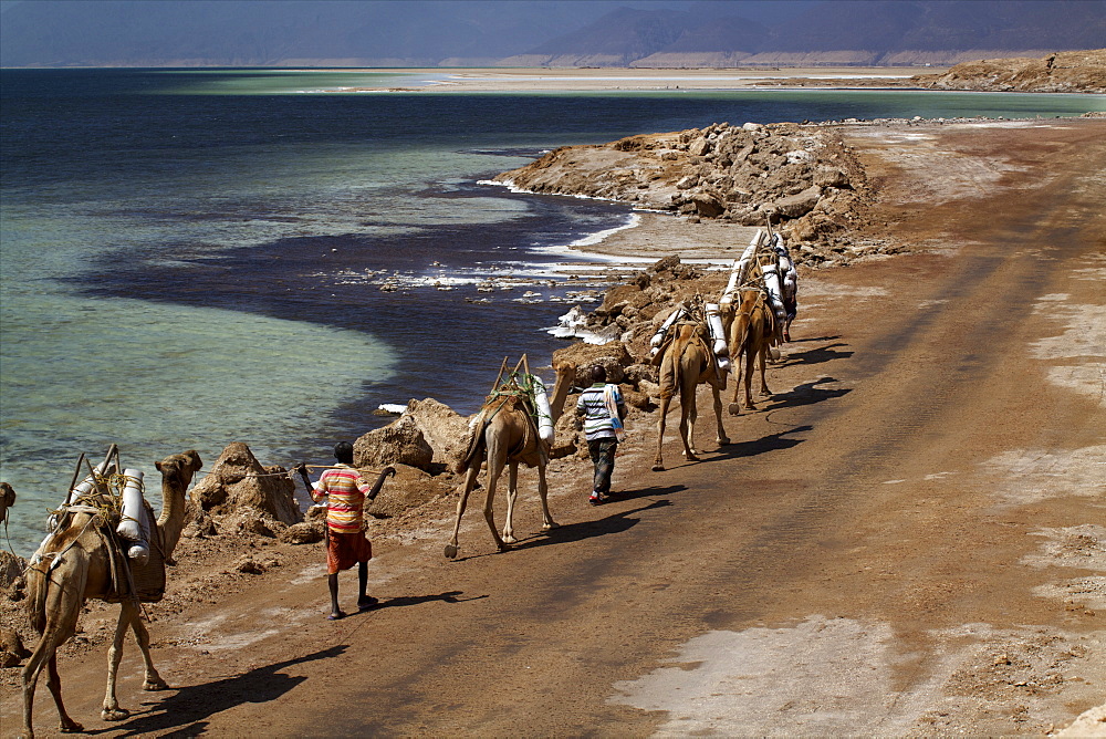 Salt caravan in Djibouti, going from Assal Lake to Ethiopian mountains, Djibouti, Africa 