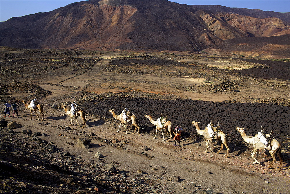 Salt caravan in Djibouti, going from Assal Lake to Ethiopian mountains, Djibouti, Africa 